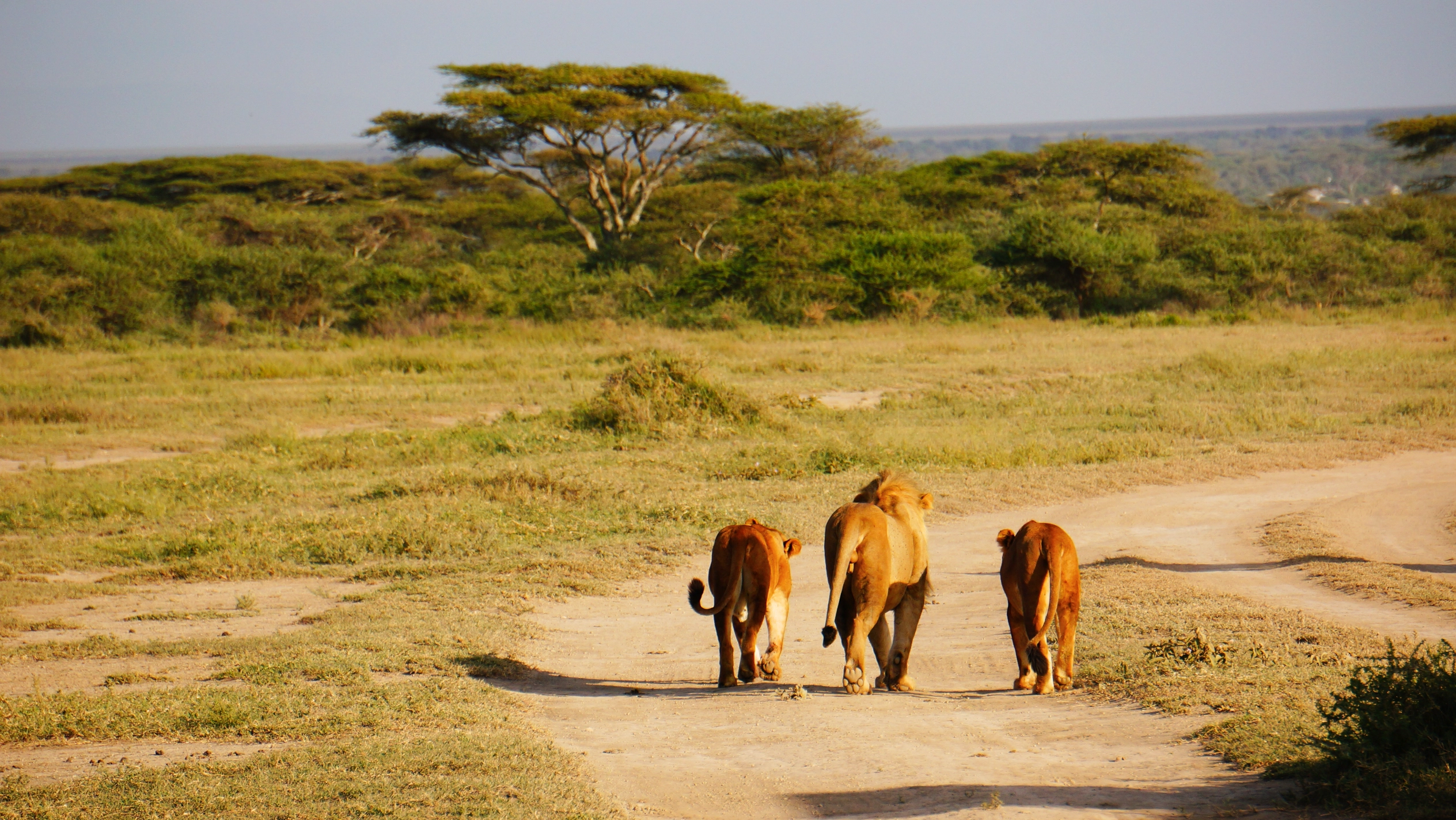 Gay Safari Tansania ©Pascal Buetler 6